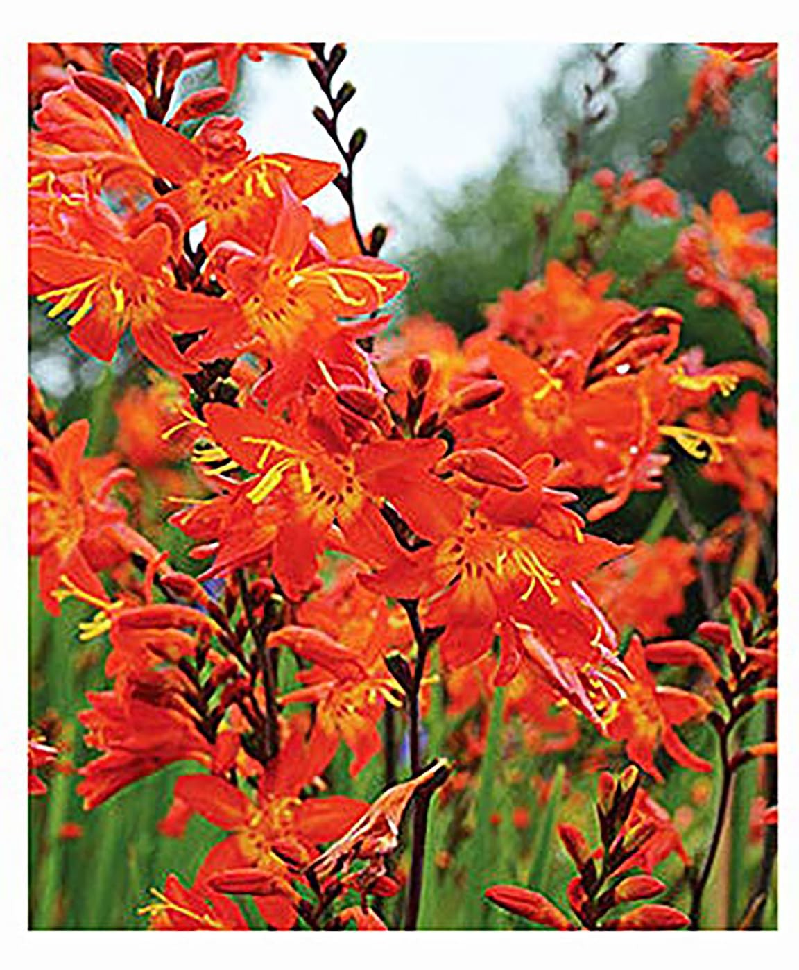 5 Orange Lucifer Crocosmia Blubs – Grows 30-48″ Tall.