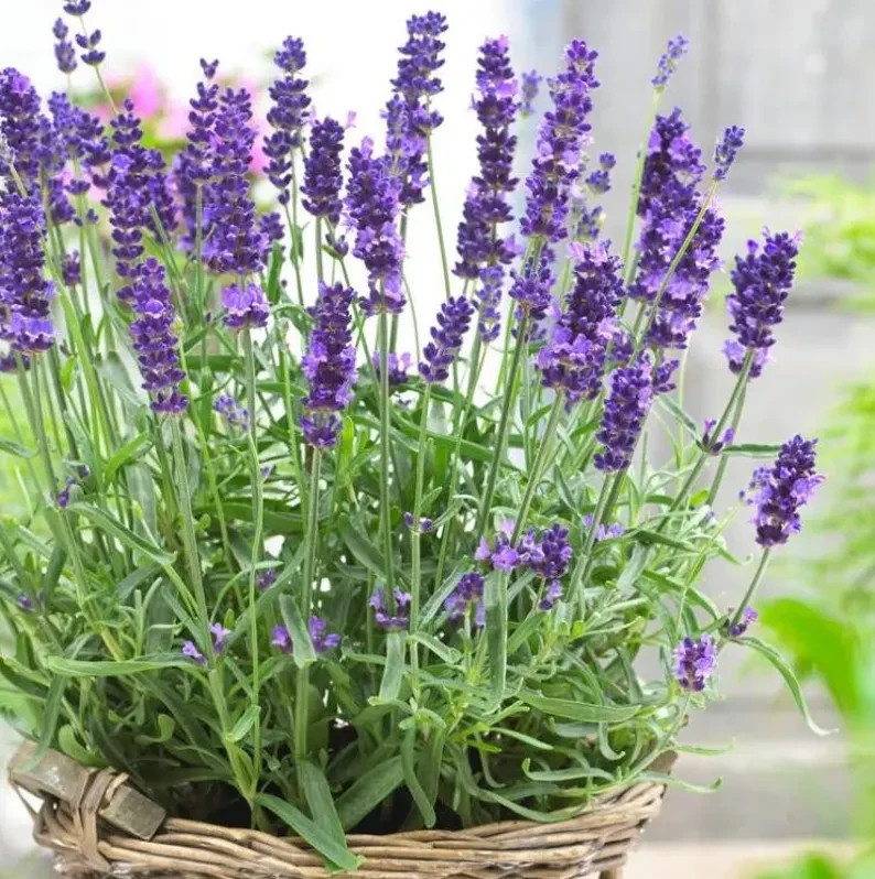 500 English Lavender Seeds Herb Lavender lavandula angustifolia aa