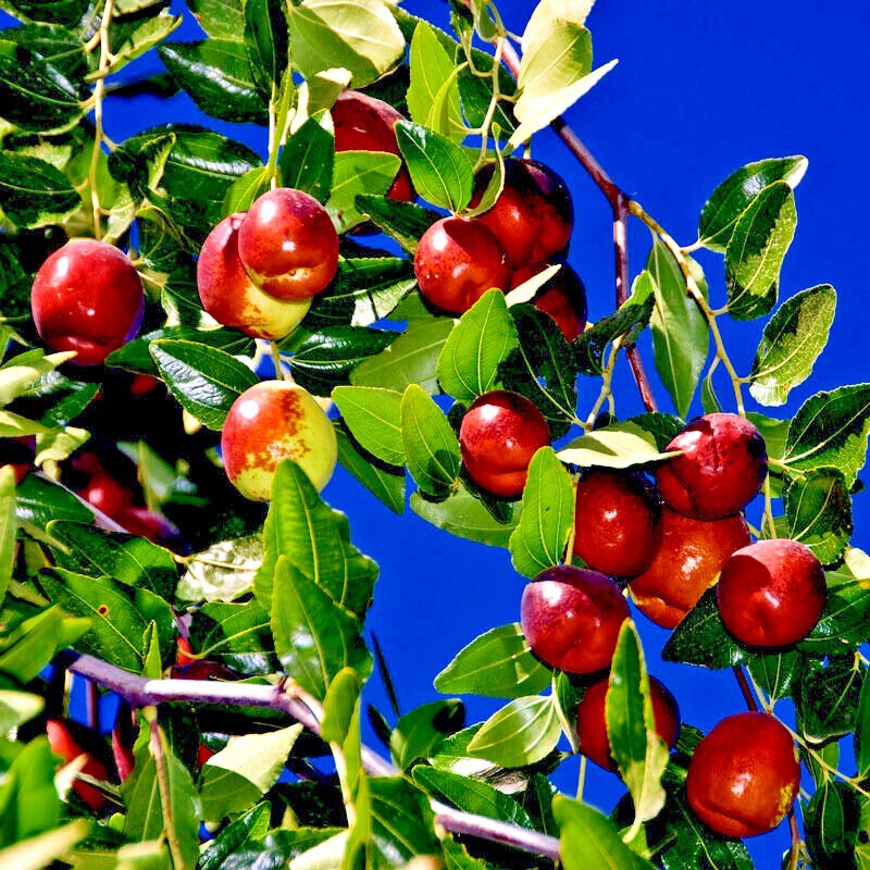 10 JUJUBE FRUIT TREE SEEDS RED CHINESE DATE INDIAN PLUM Superfruit Fast Hardy