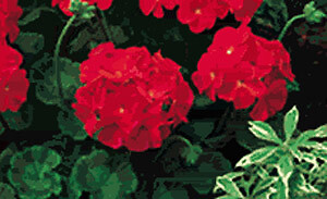 Geranium Pinto Premium Red Deep 100 seeds