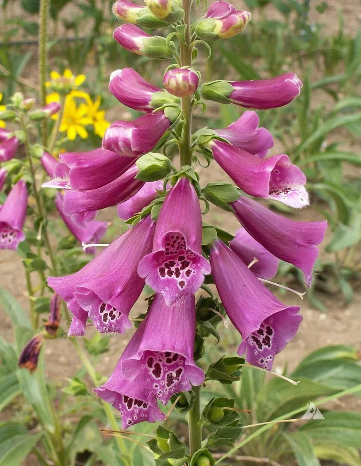 3000 Hummingbird & Butterfly Pollinator Wildflower Seeds Mix Non-GMO