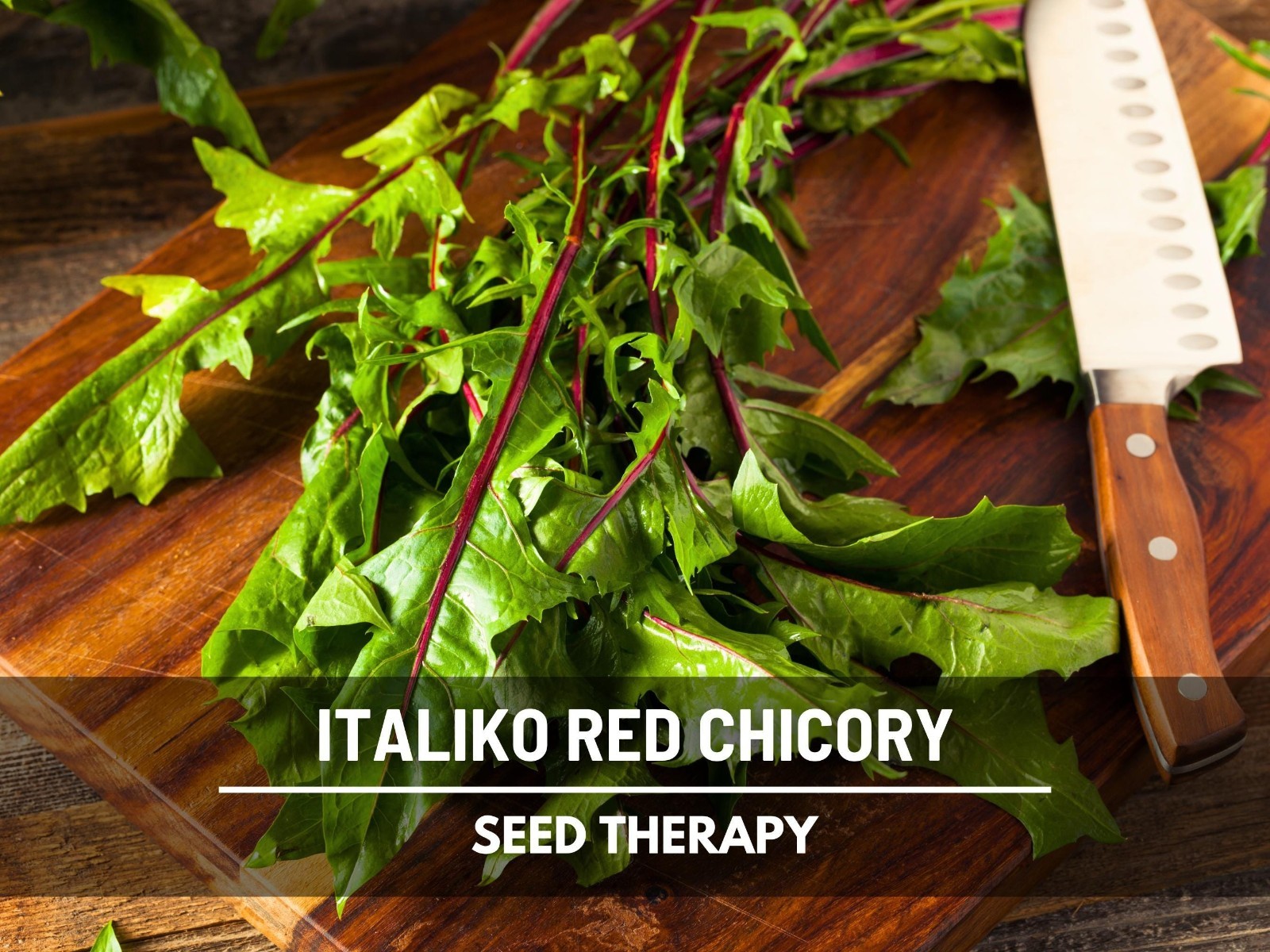 Red Italiko Chicory Seeds, Heirloom Culinary and Medicinal Herb, USA Grown