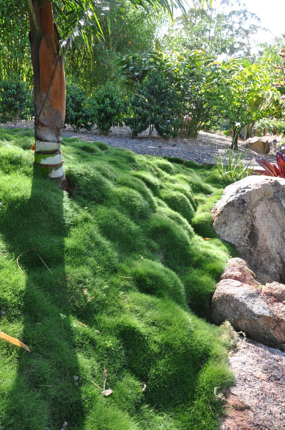 Zoysia tenuifolia Korean Grass seeds – 5000 seeds- fresh, coated, Imported