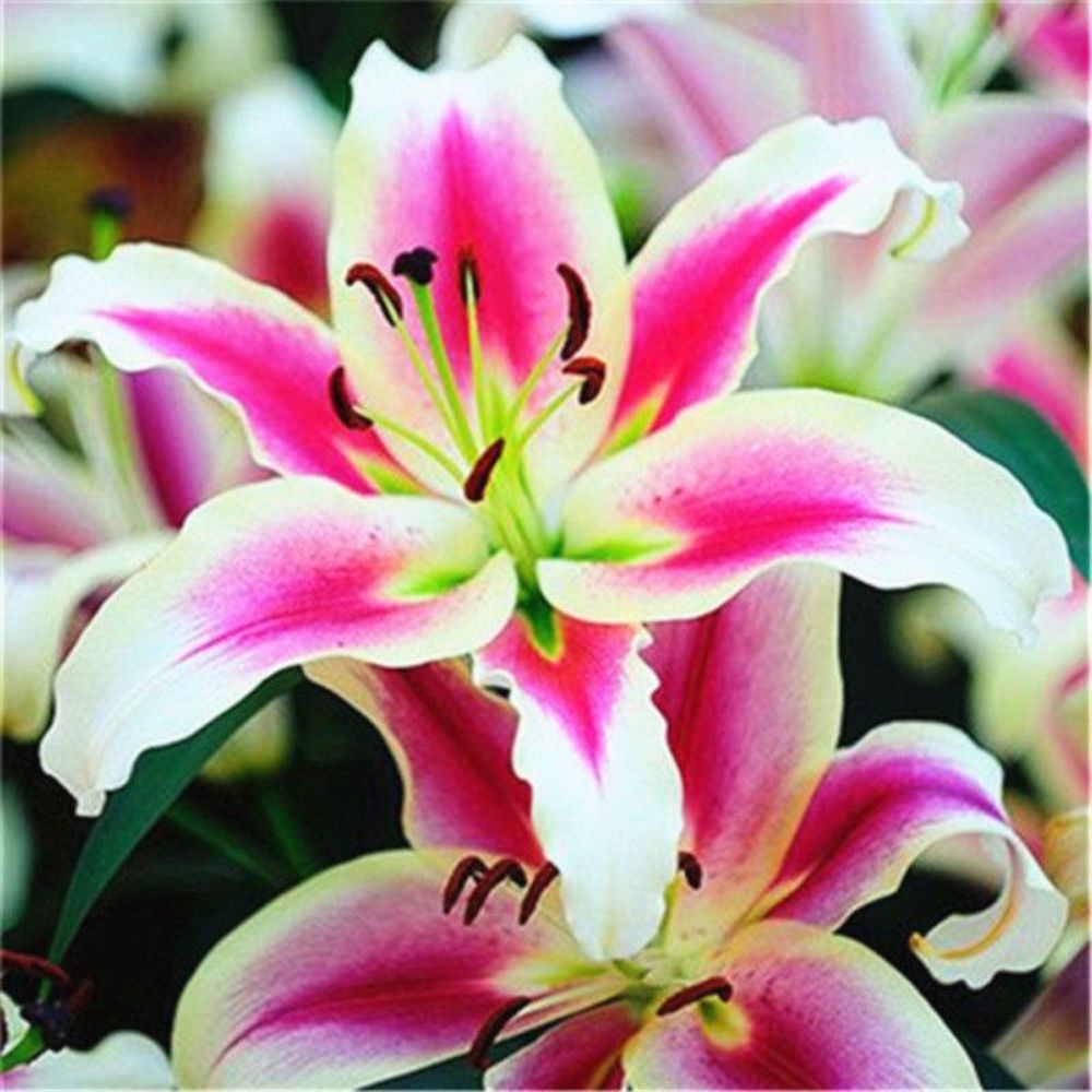(10) LILY SEEDS rare exotic flower bloom home blossom garden USA SELLER W/TRACK