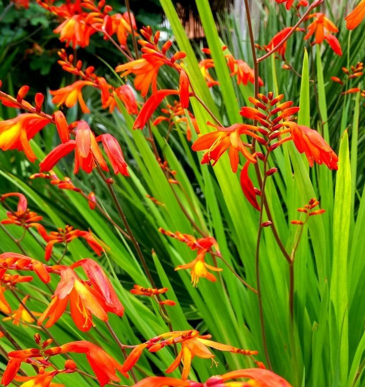 Crocosmia Montbretian Orange Red 15 Live Flower Plant Bush Bulbs Tall Easy Bulk
