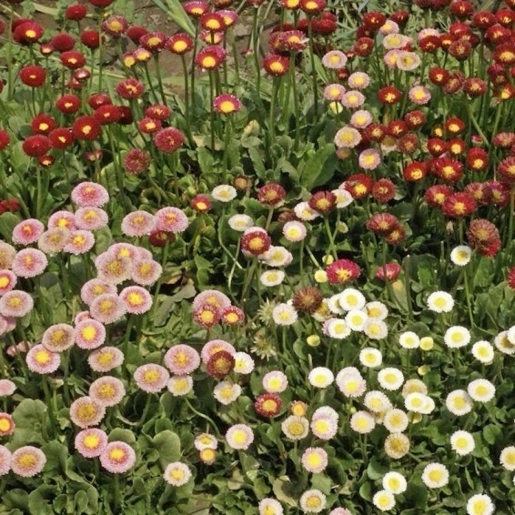 ENGLISH DAISY SEED MIX( Bellis perennis)- 500 Seeds | Wildflower Groundcover