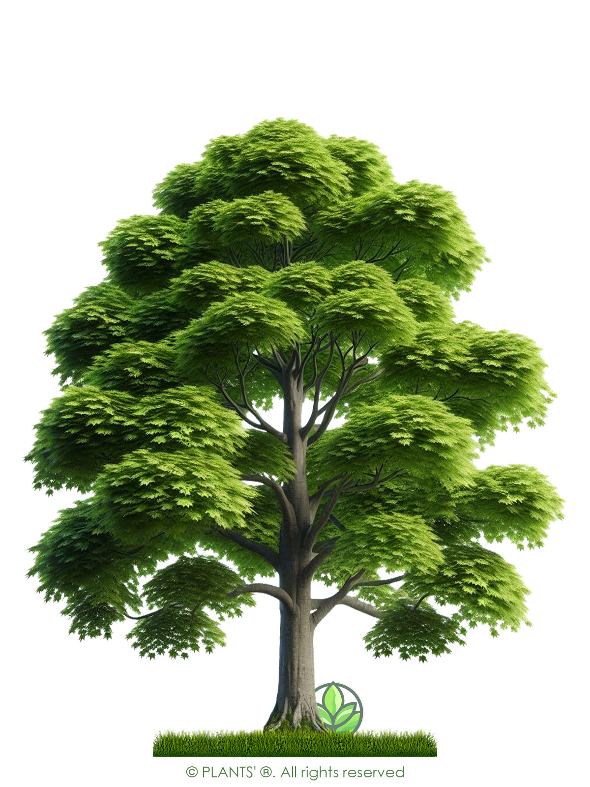 Northern Sugar Maple Tree | Premium Seeds | Acer saccharum ‘Summer’ | Plants’®