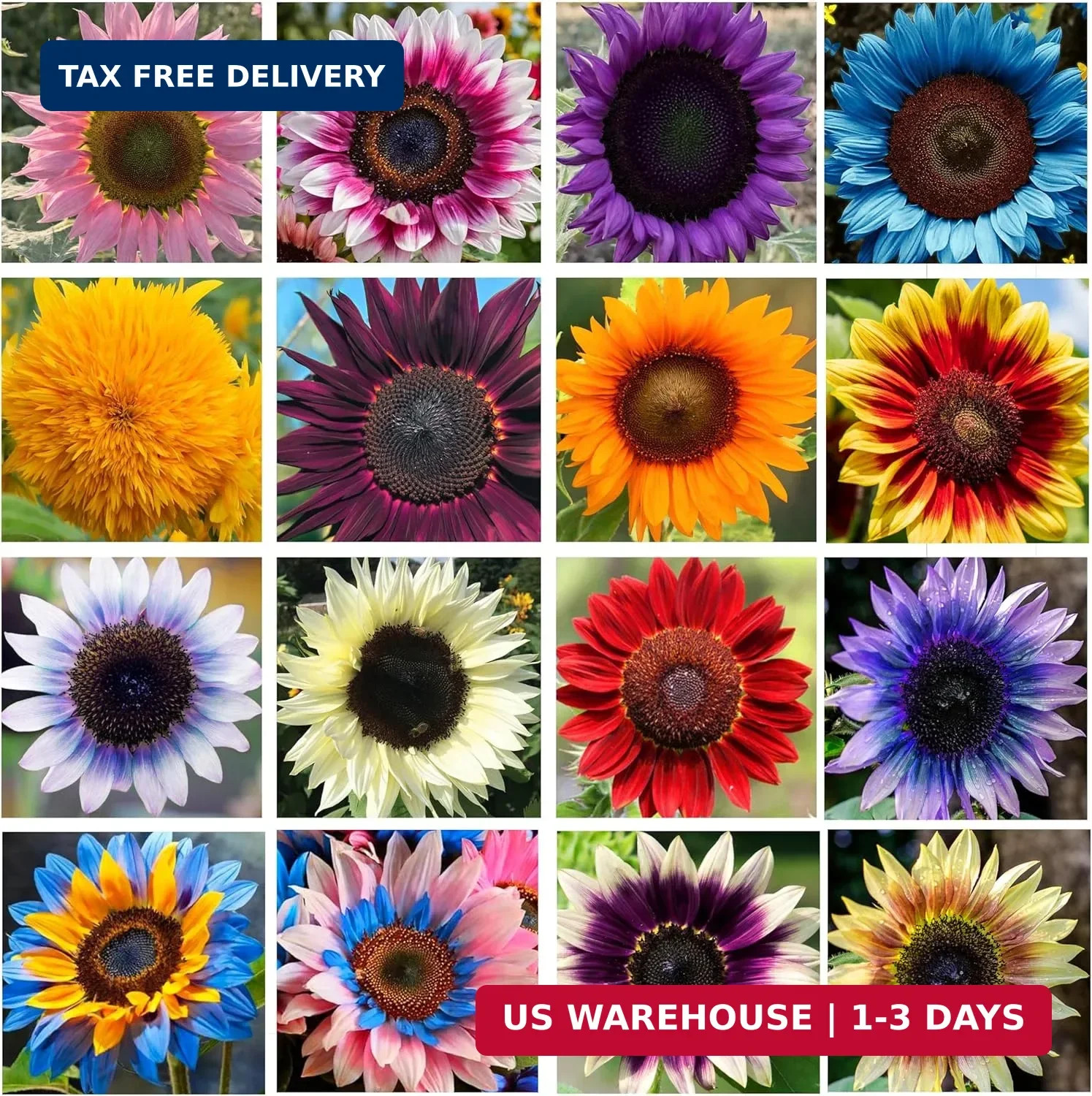 Giant Sunflower Seeds Mix (200+ Seeds) – Red, Purple, Pink Heirloom Varieties fo