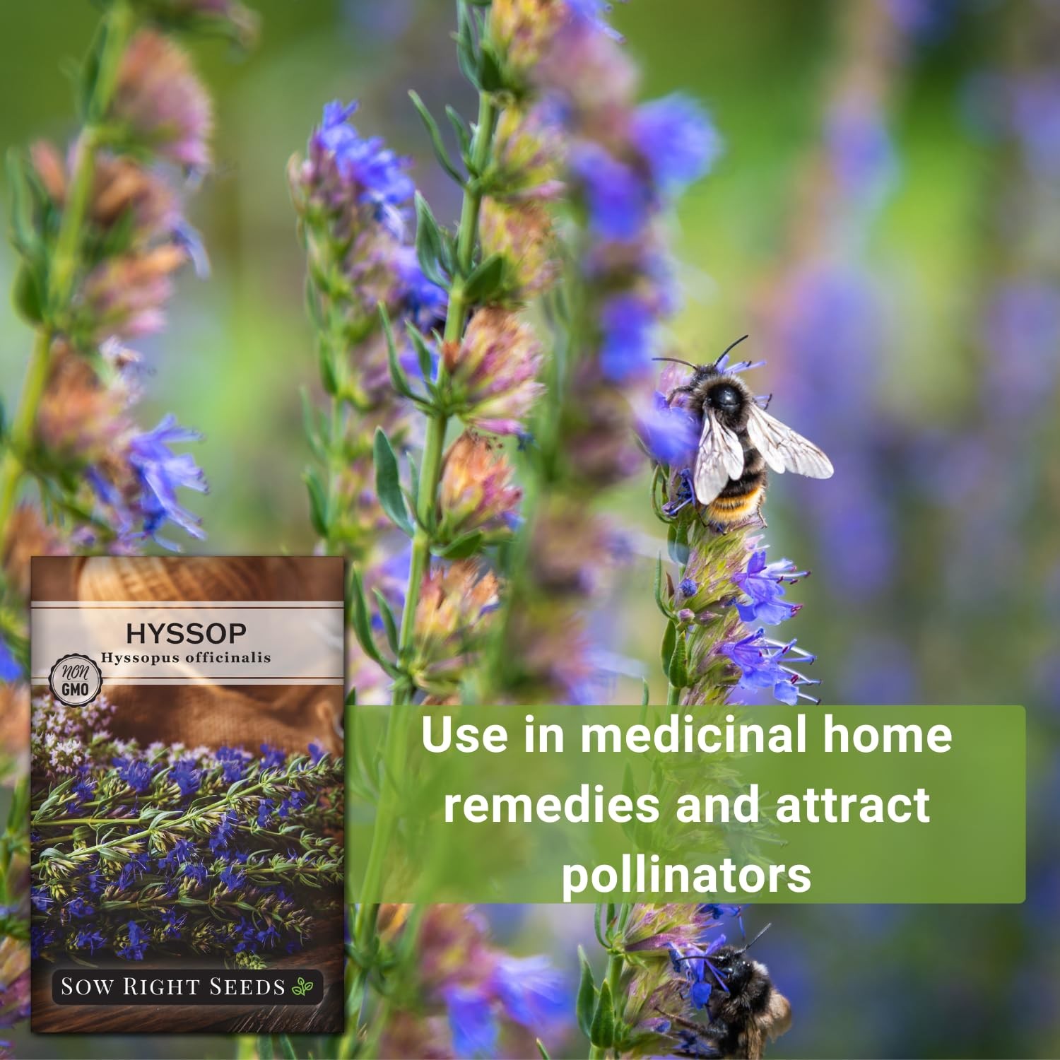 Hyssop Seeds for Planting Medicinal Herb, Attracts Pollinators, NonGMO