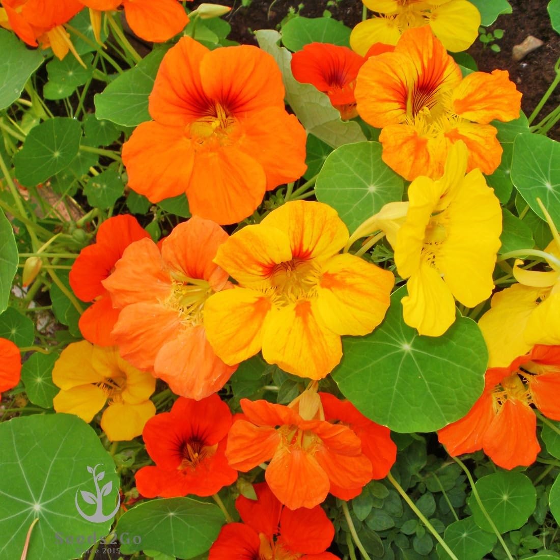 Dwarf Jewel Mix Nasturtium Flower Seeds (Tropaeolum majus), Large Pack of 500…