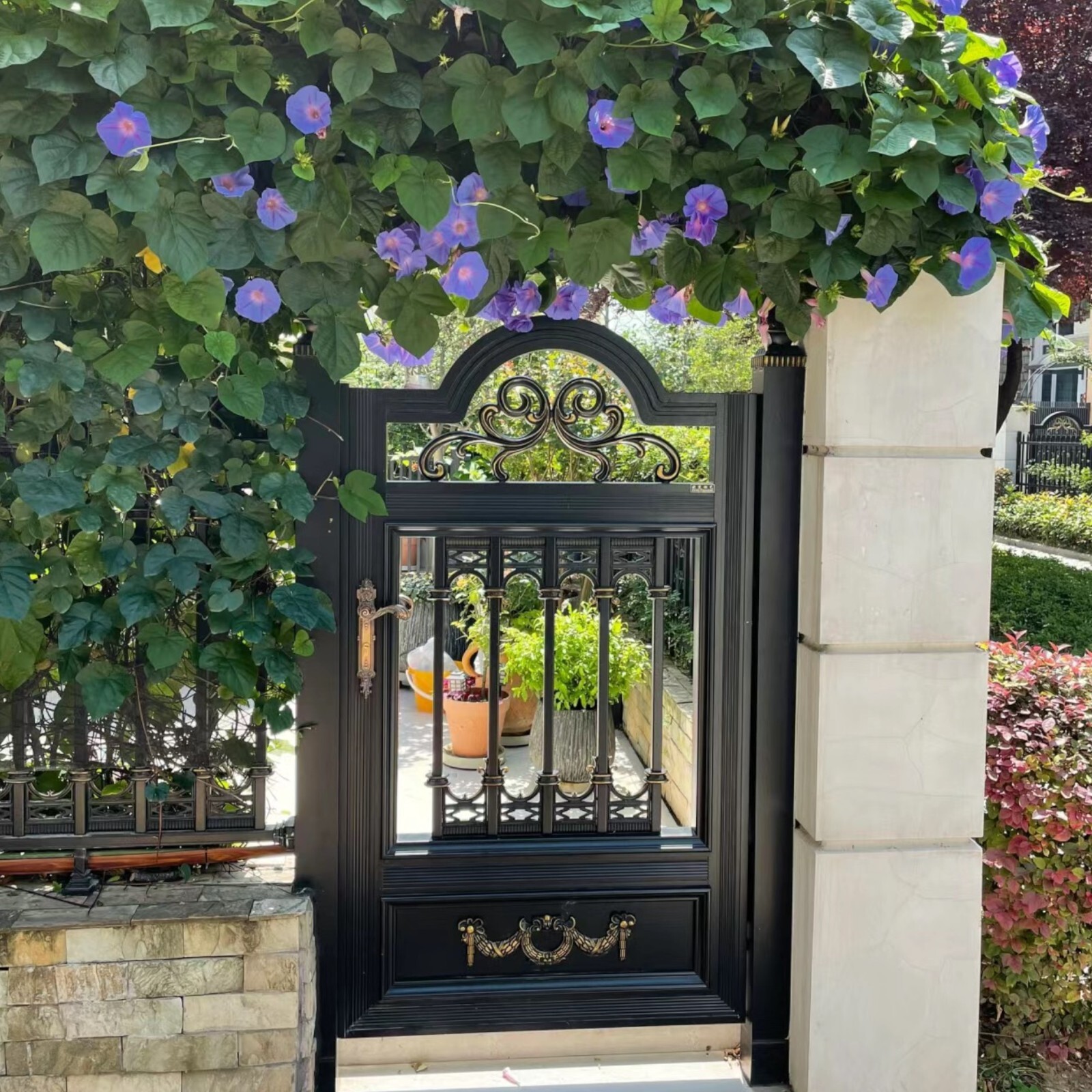 50pcs Morning Glory Seeds – Beautiful Perennial Climbing Flowers for Your Garde