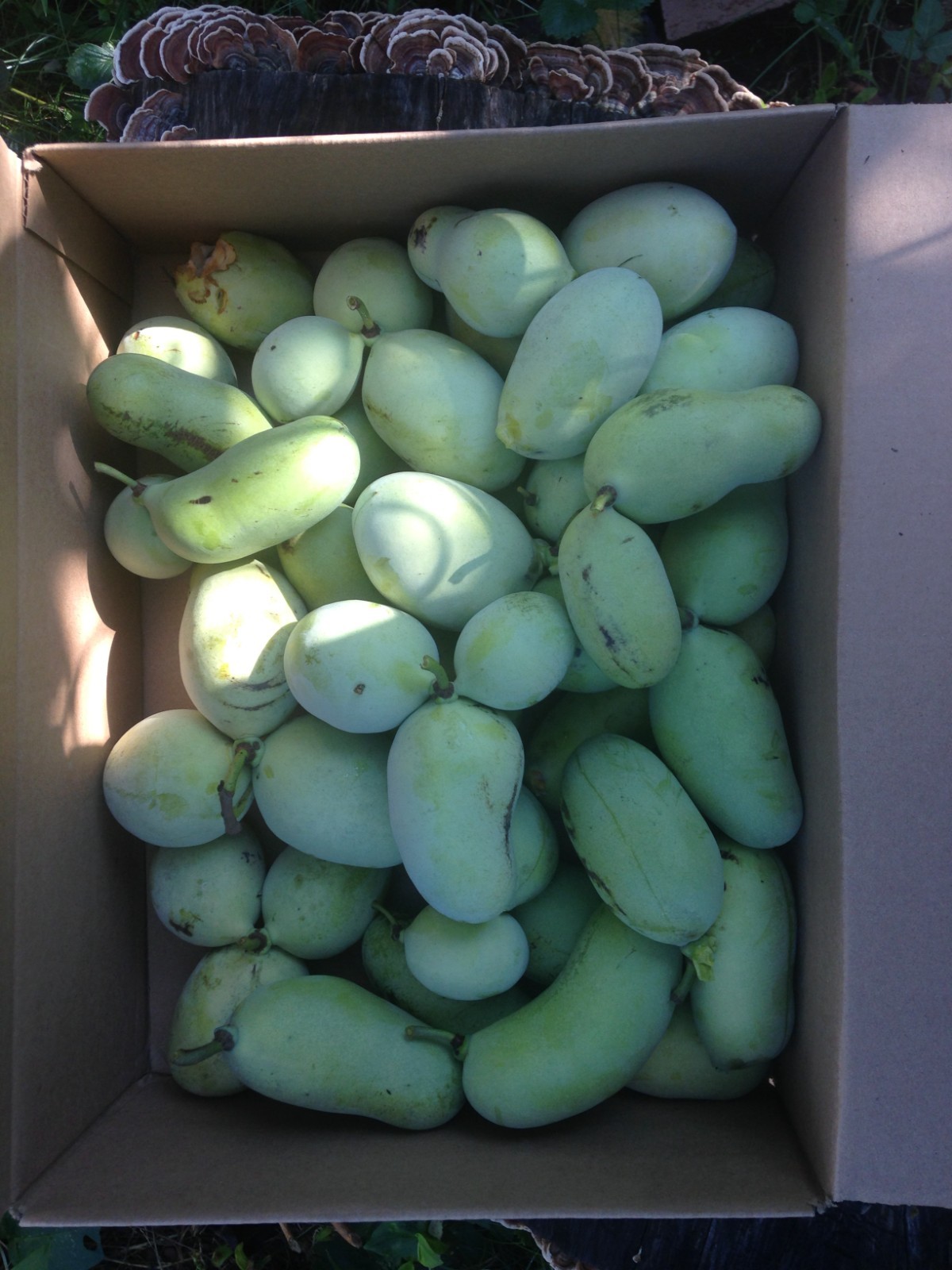 Cold stratified Pawpaw Seed(s)/seedling(s) Tree Asimina Triloba – ready to plant