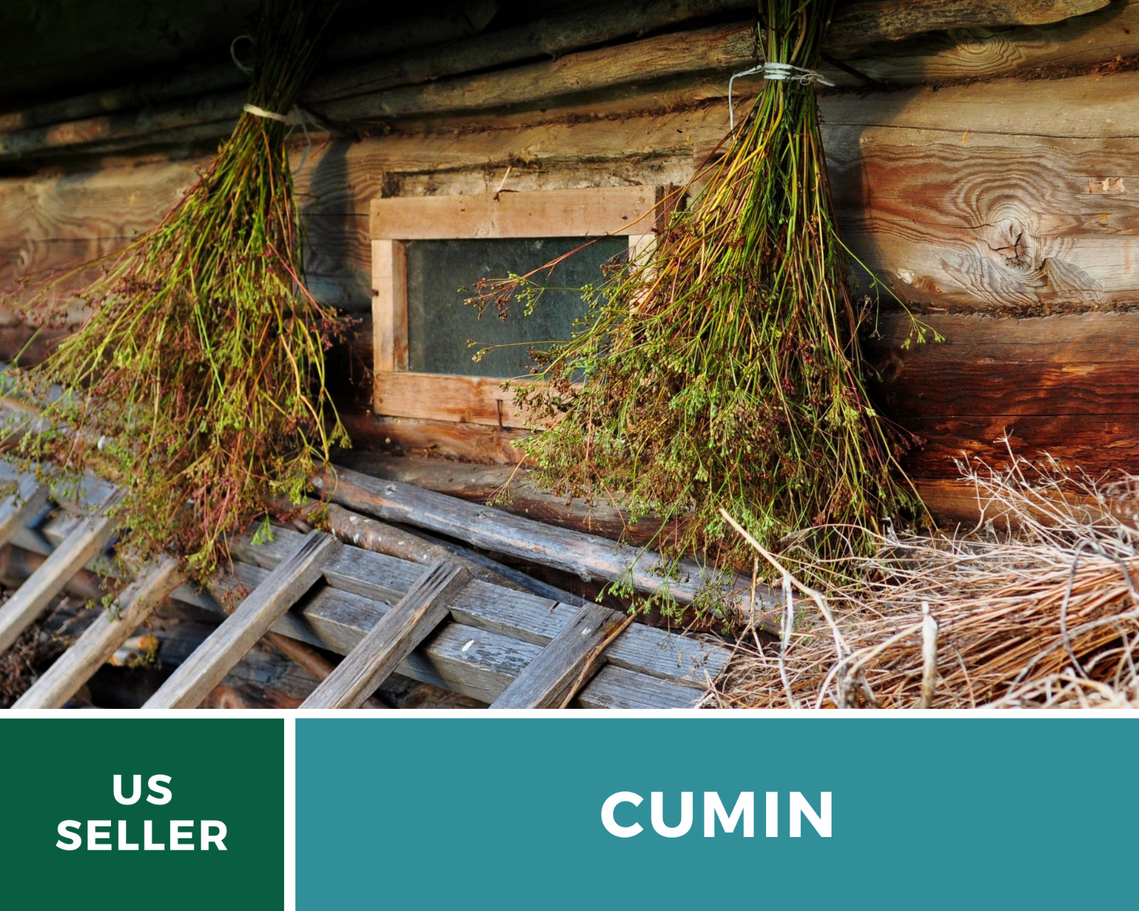 Cumin – 100 Seeds – Medicinal & Culinary Herb – Heirloom – Non GMO