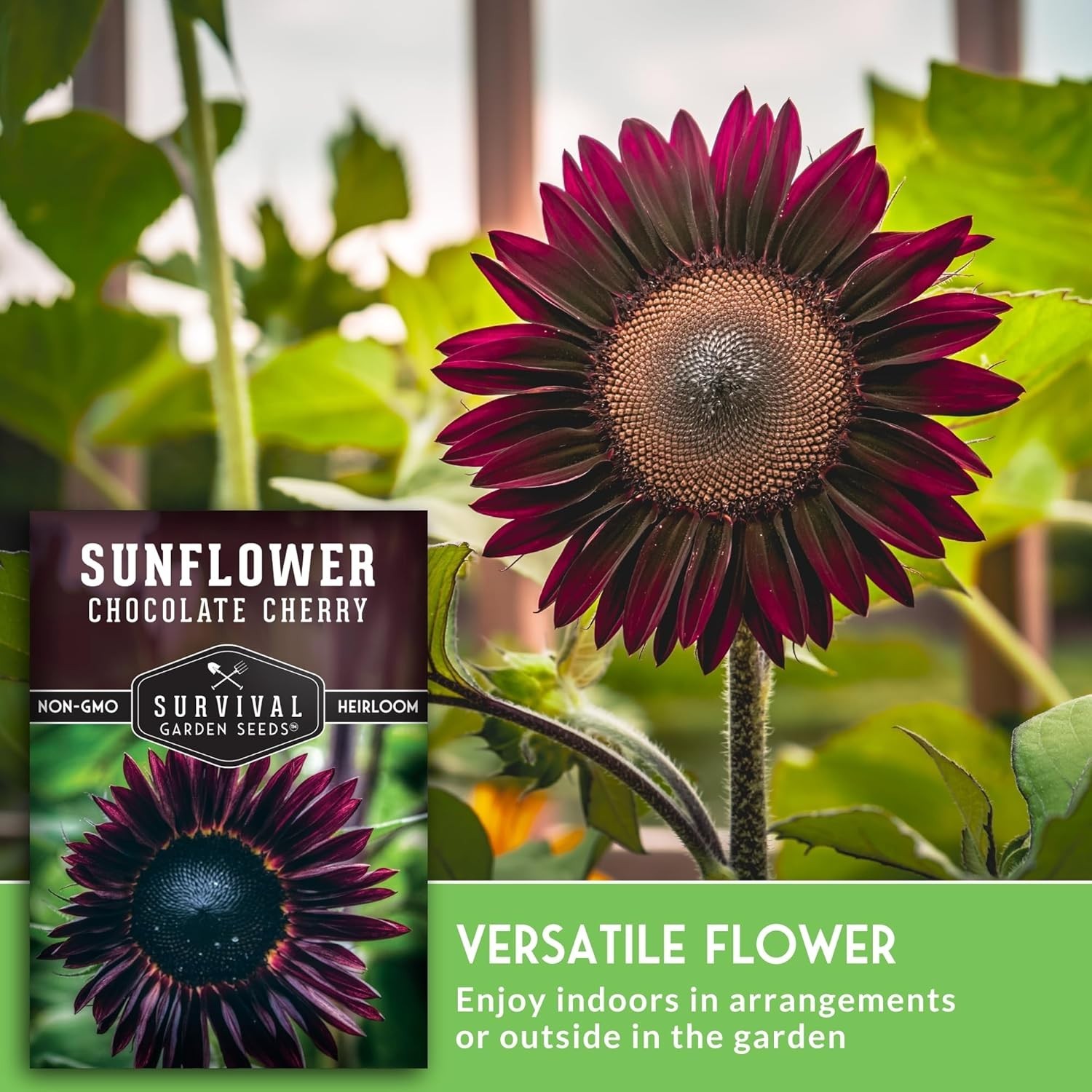 Heirloom Chocolate Cherry Sunflower Seeds | Low Maintenance, High Impact Blooms