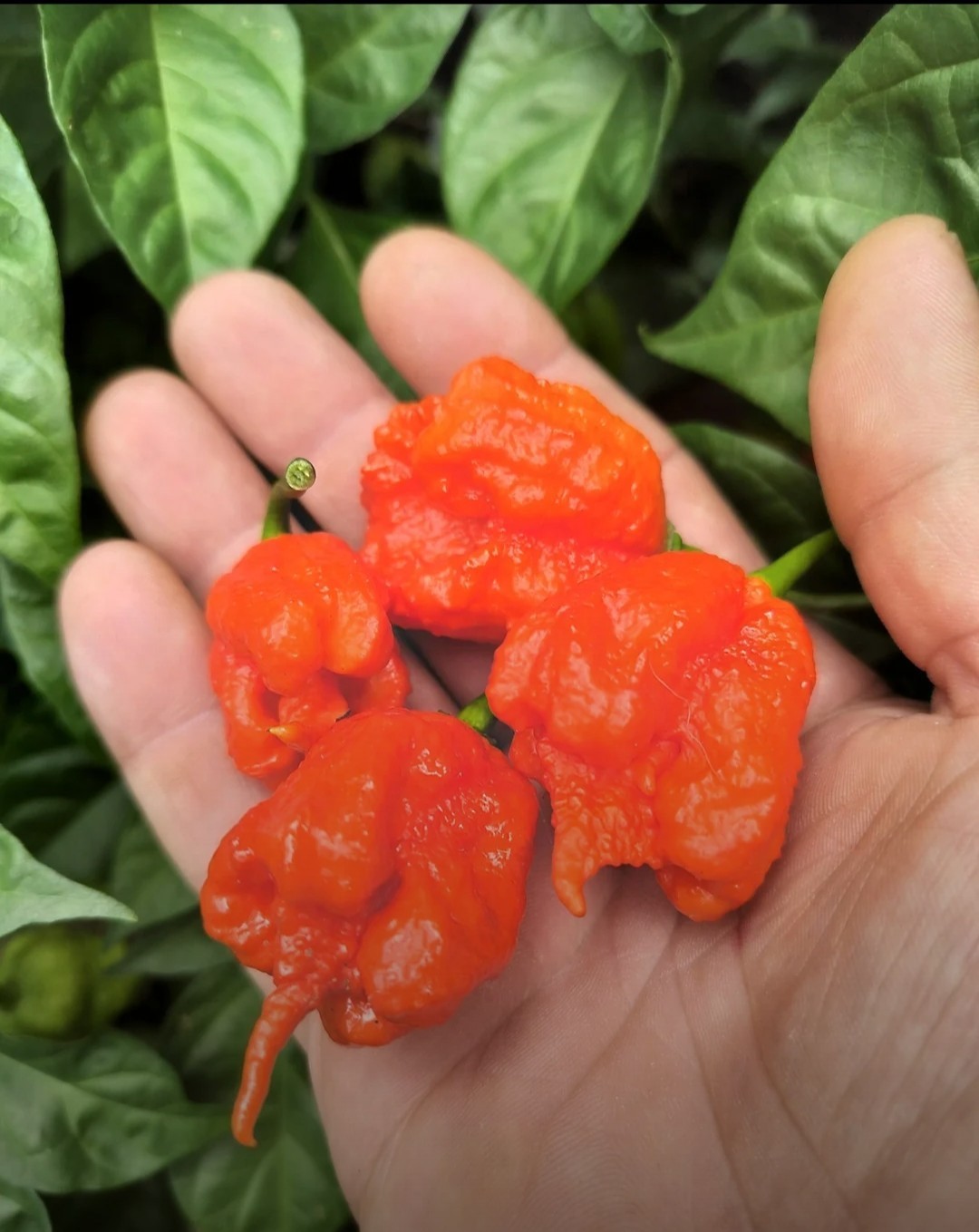 SUPERHOT!- Variety Pack – Over 200! Seeds – One Dozen Different Hot Varieties.