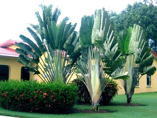 TRAVELERS PALM TREE SEEDS (Ravenala madagascariensis) Bird of Paradise Plant