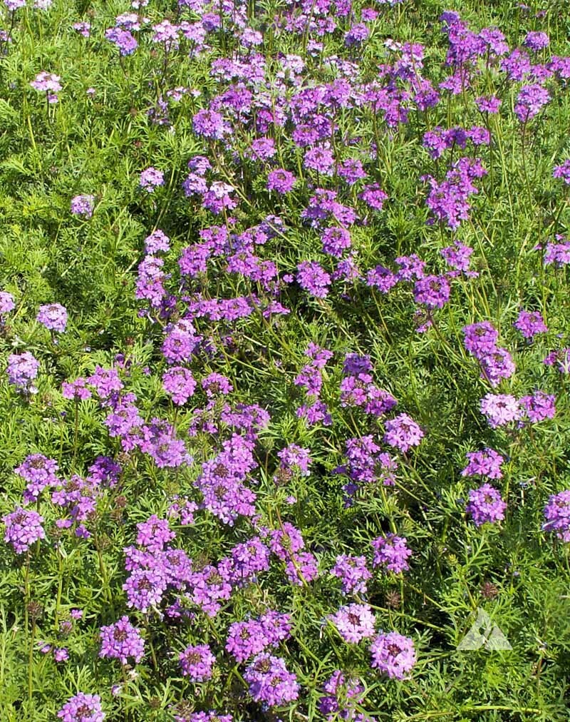Wildflower Mix LOW GROWING Short Flowers w/ Perennials USA Non-GMO 1000+ Seeds!