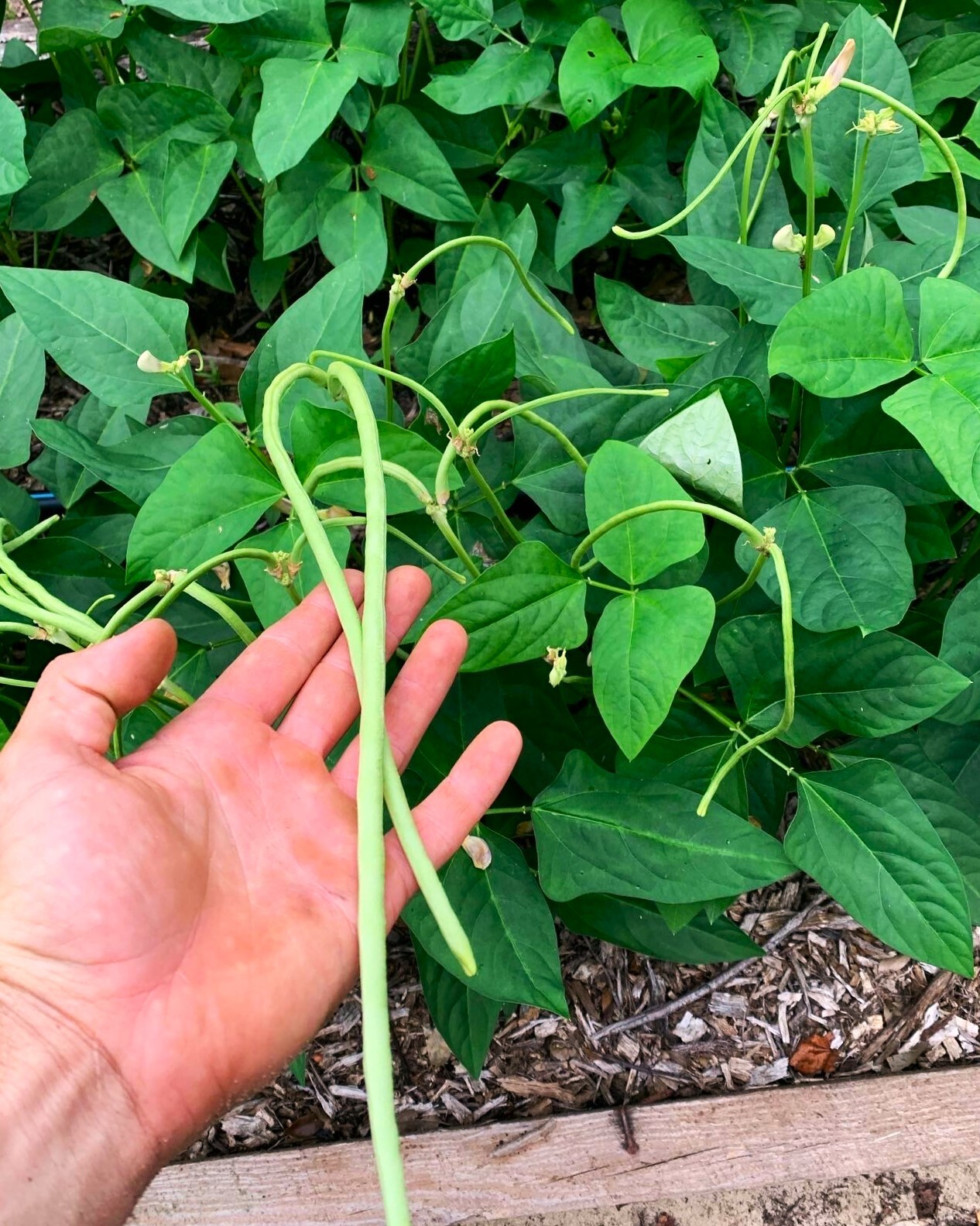 Bush Green Yard Long Bean Seeds | Chinese Green Beans Cowpea 2024 Fast Shipping