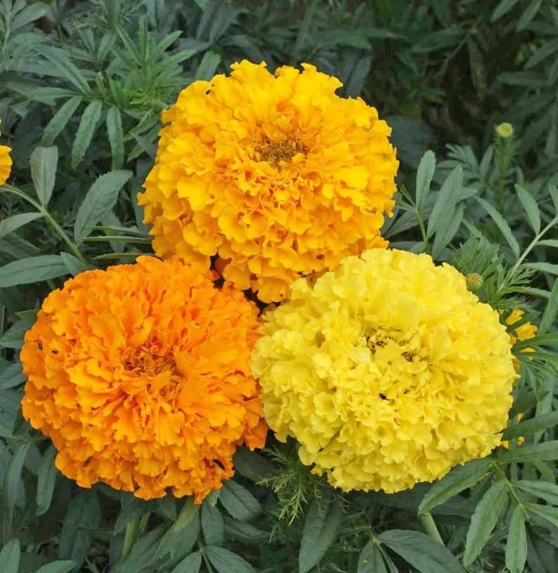 Premium Marigold Mix Seeds (1000 Count) – Hardy Annual Flower Seeds, Long
