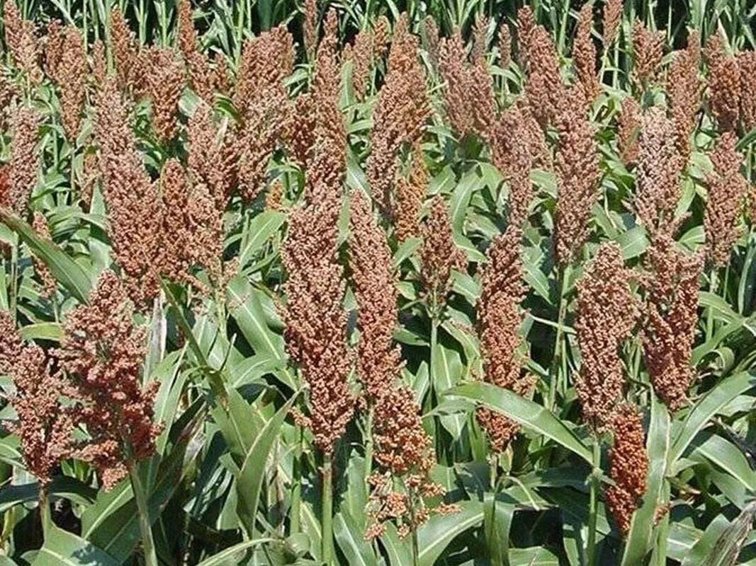 Sweet Sugar Drip Sorghum Seeds – 800-1000 seeds
