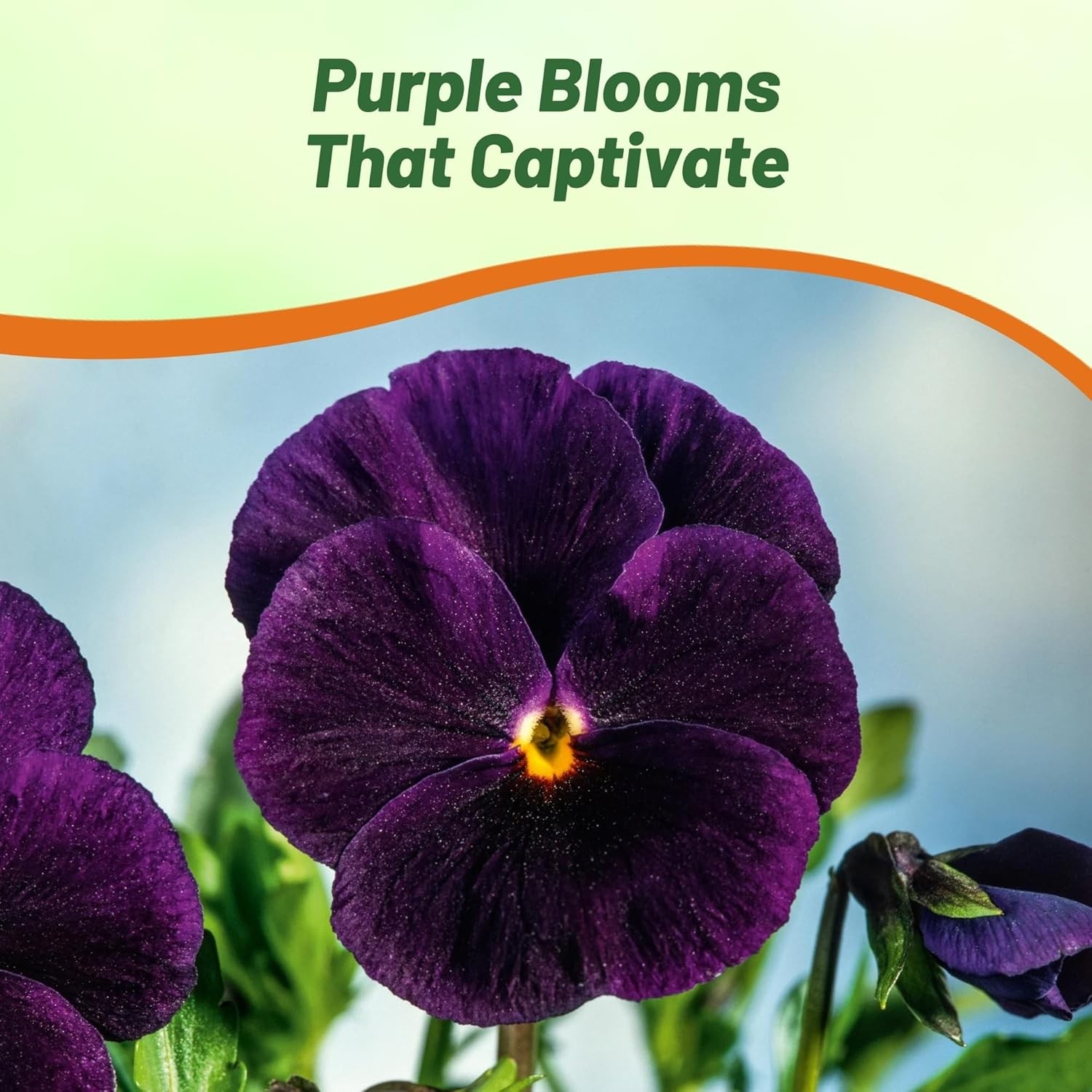 2000 Seeds Swiss Giant Pansy Flower Seeds – Growing Pansies From Seeds