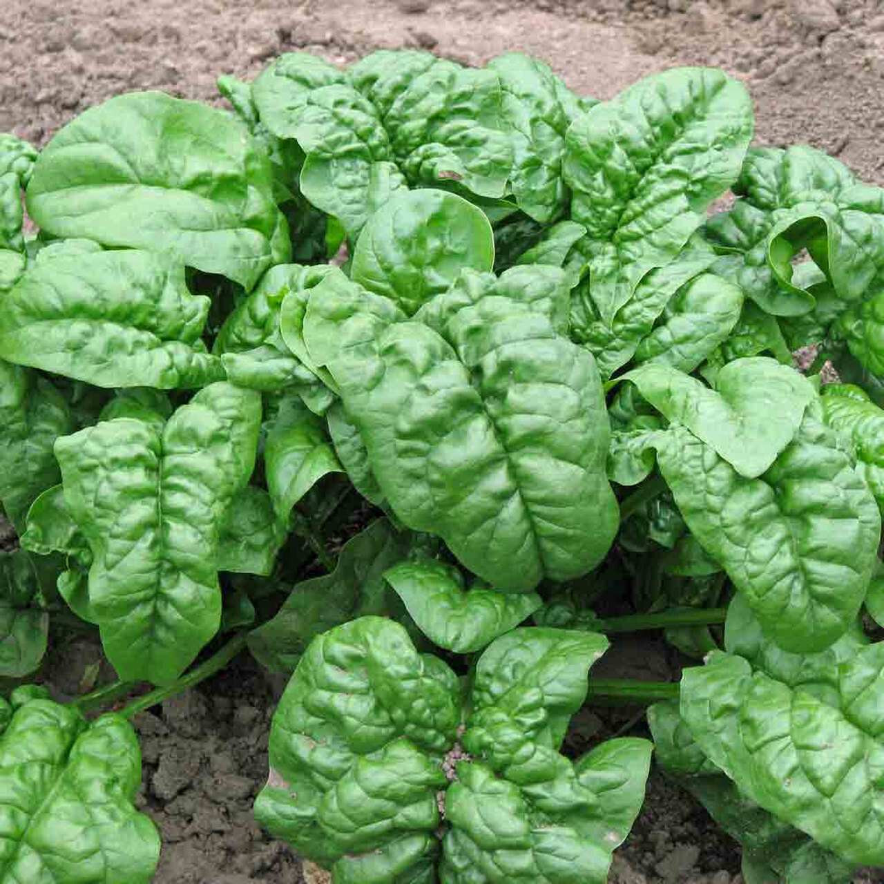 SCARBOROUGH SEEDS 100 SEEDS Giant Noble Spinach NON-GMO Heirloom