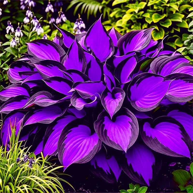 115+ Unique Hosta Seed Packets for Potted & Shade Garden Planting