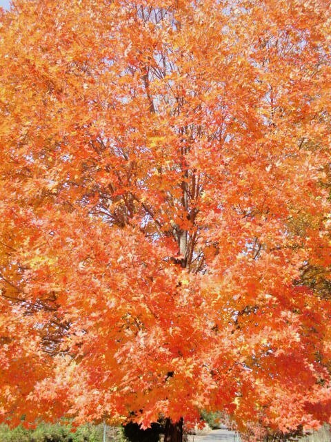 20 LEGACY SUGAR MAPLE SEEDS – Acer saccharum ” legacy “