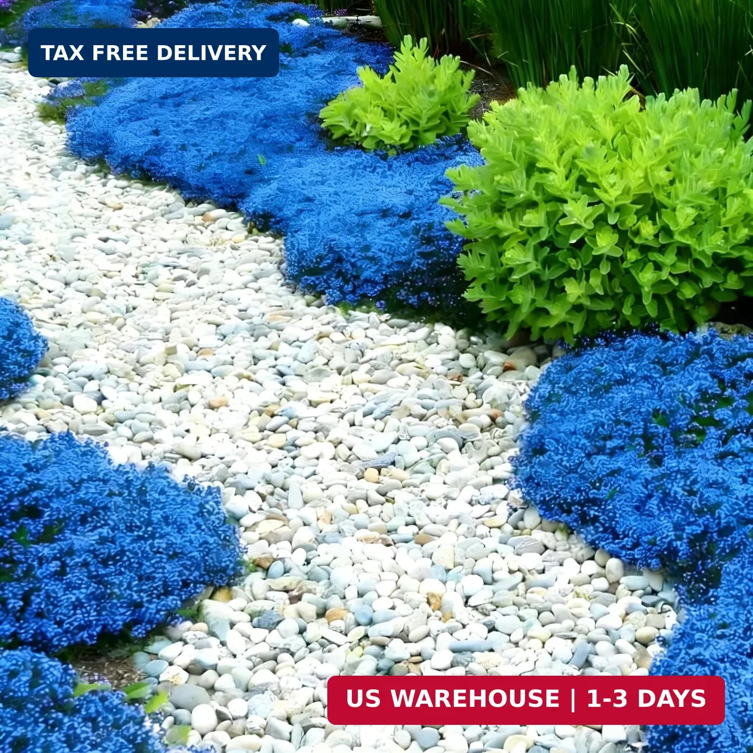Blue Creeping Thyme Ground Cover Flower Seeds for Planting, 20000+pcs Perennial