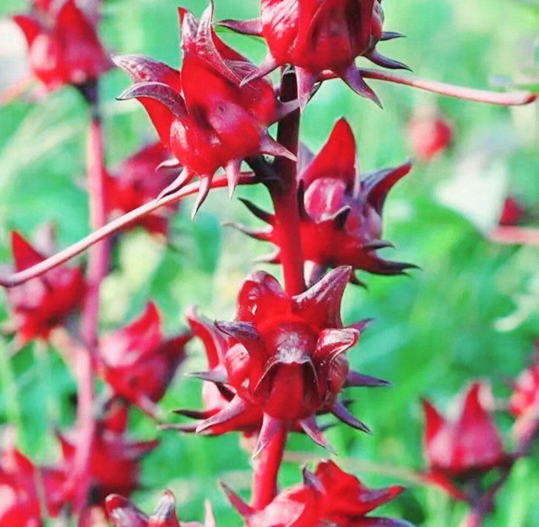 50 Roselle Seeds Jamaican Sorrel Seeds Florida Cranberry Hibiscus Sabdariffa