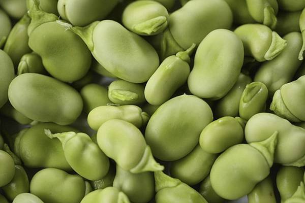 Bean Mix Garden Seed Collection, Heirloom, Seeds, 6 Top Varieties