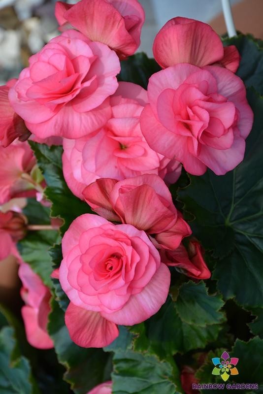 25+ Solenia Dusty Rose Begonia Seeds for Garden Planting – USA – FREE SHIPPING!