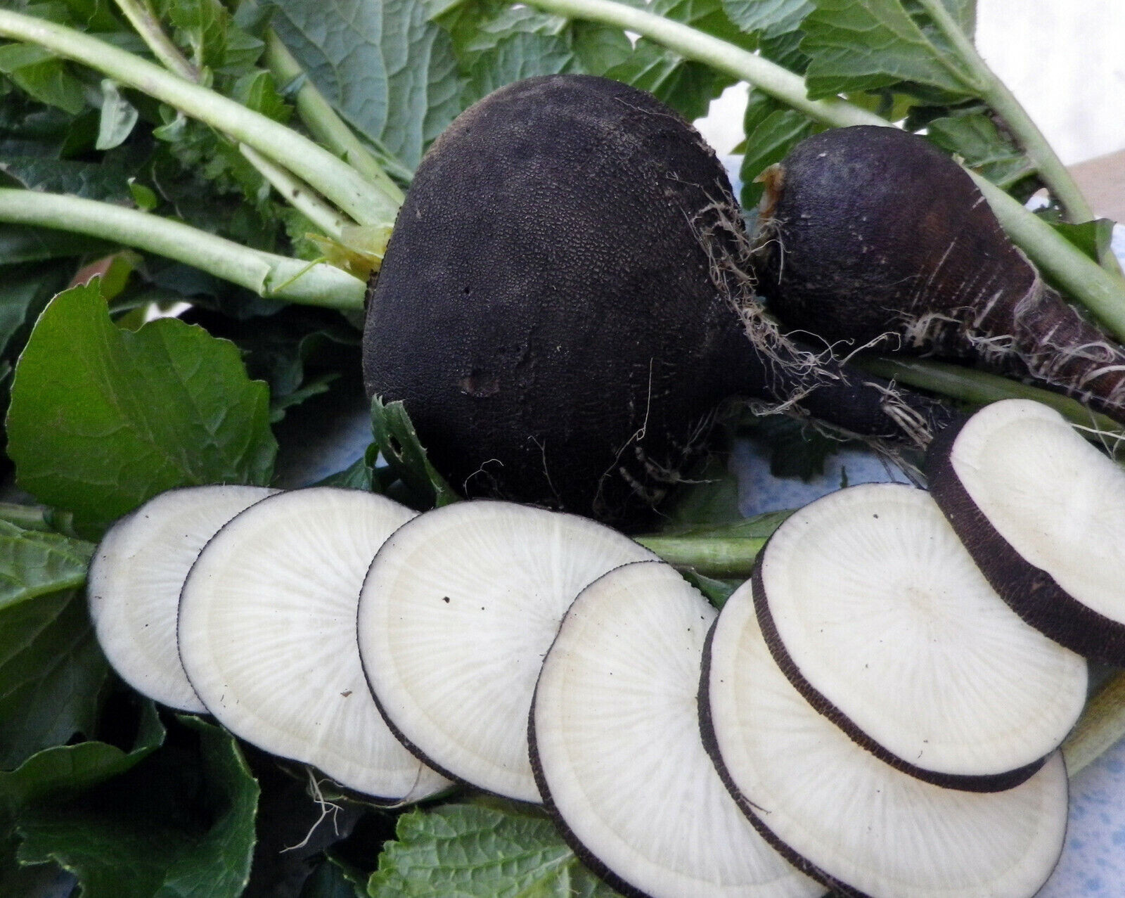 SCARBOROUGH SEEDS BLACK SPANISH RADISH 100 SEEDS-ORGANIC-HEIRLOOM- NON-GMO