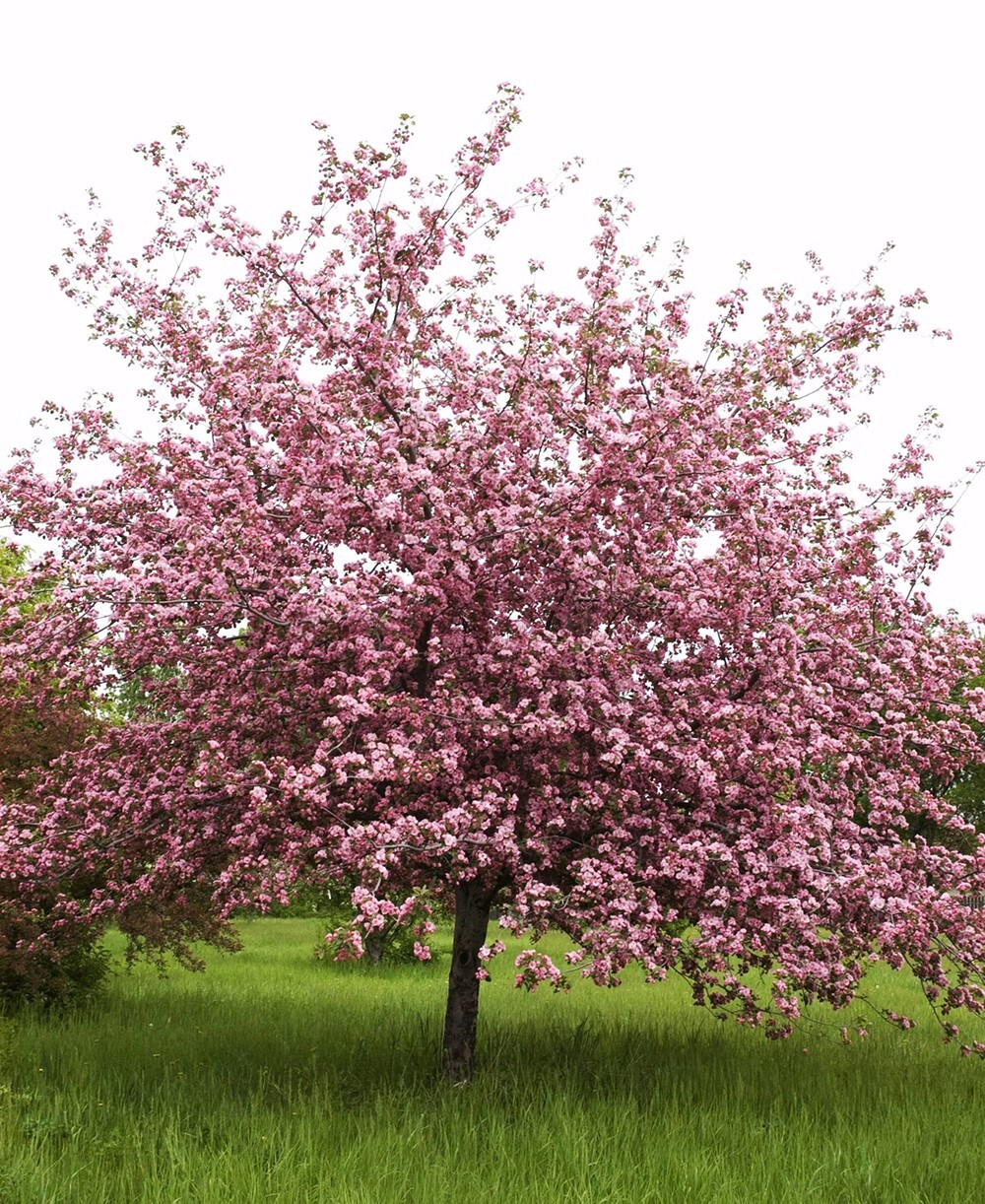 French Wild Apple Tree | Premium Seeds | Malus sylvestris ‘Spring’ | Plants’®
