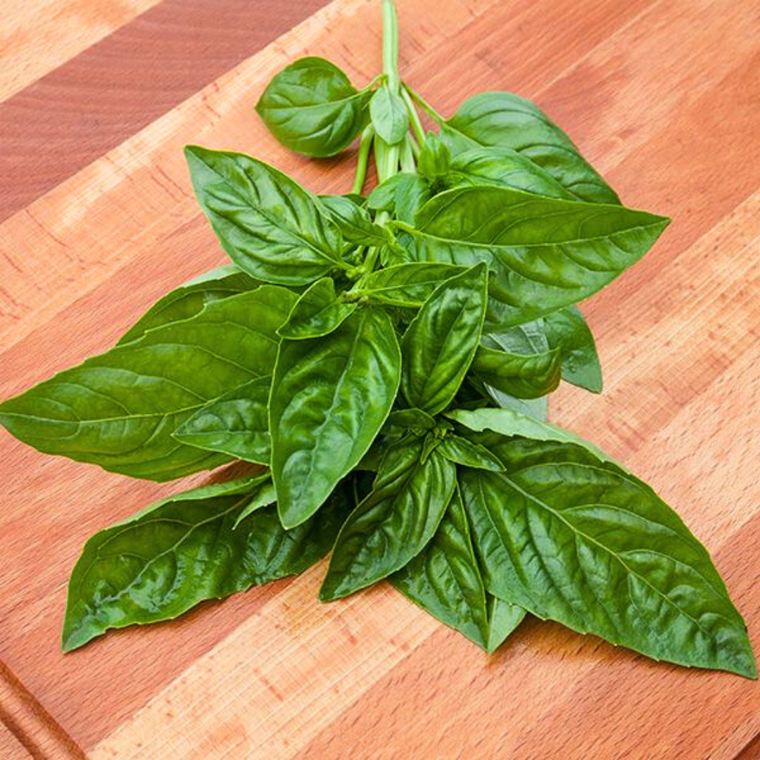 Fresh Italian Large Leaf Basil | Heirloom Non-GMO | Herb Seeds
