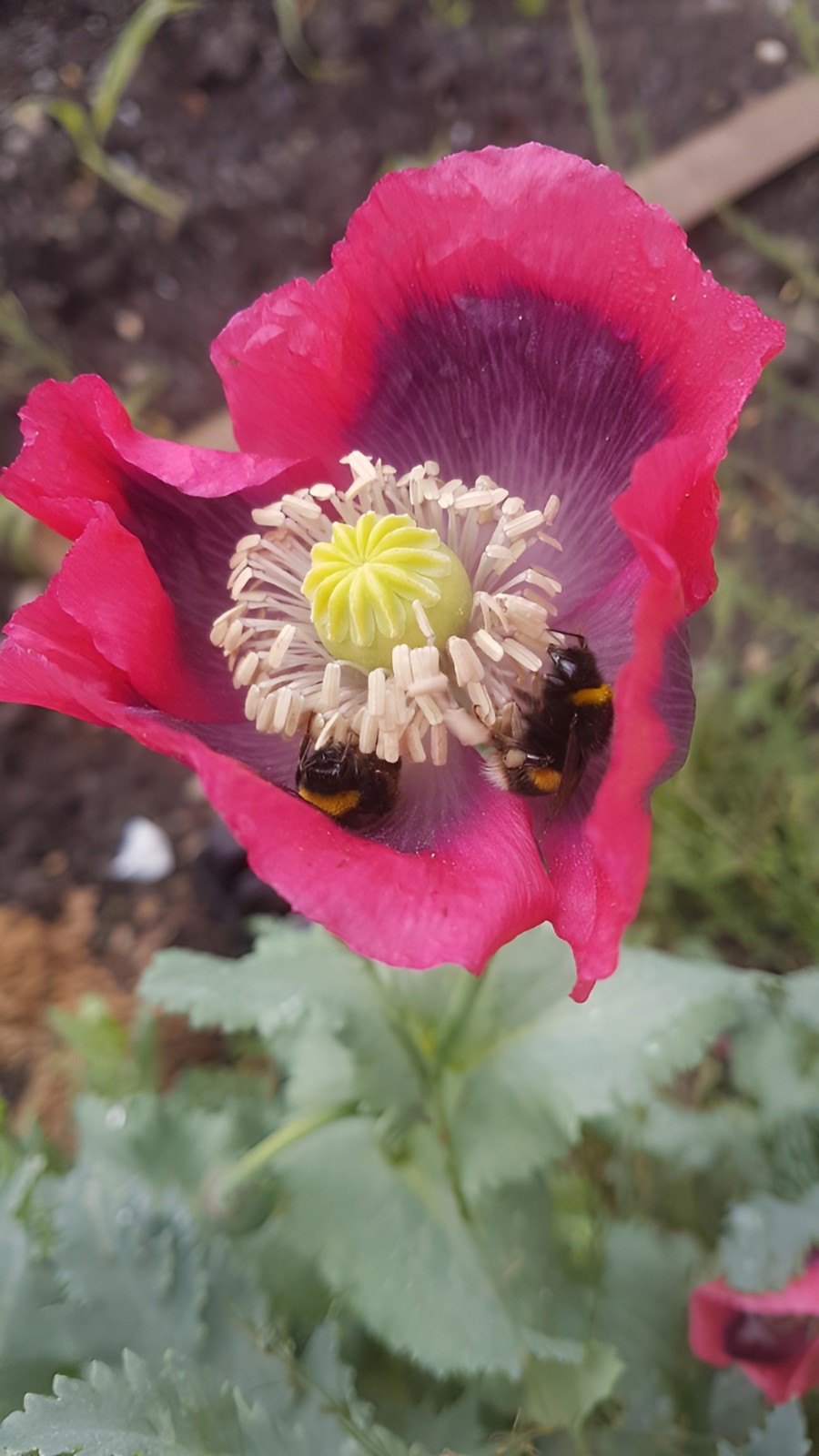 500 Giant Rattle Poppy Seeds – P. Somniferum Stunning Giant Flowers & Seed Heads