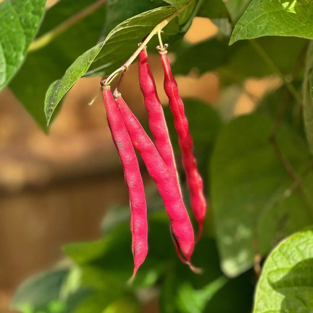 Red Silk Bean Seeds (25) / Slippery Silks / POLE BEAN / ORGANIC / RARE