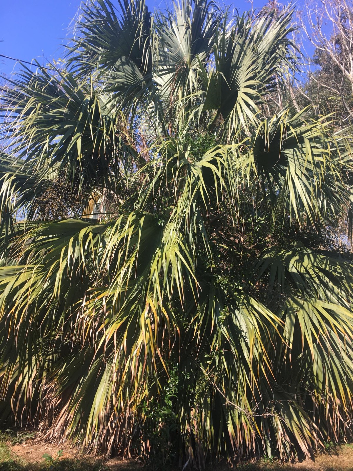 Sabal sp. ‘Riverside’ seeds. Cold Hardy!