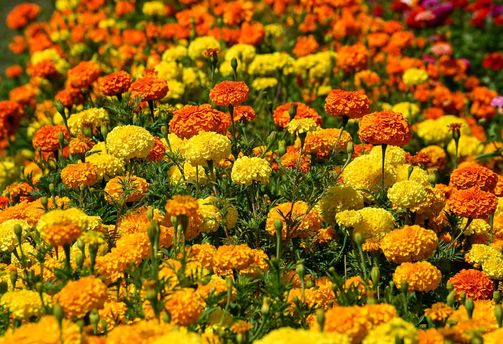 250 AFRICAN MARIGOLD CRACKERJACK Mixed Color Tagetes Erecta Flower Seeds *CombSH
