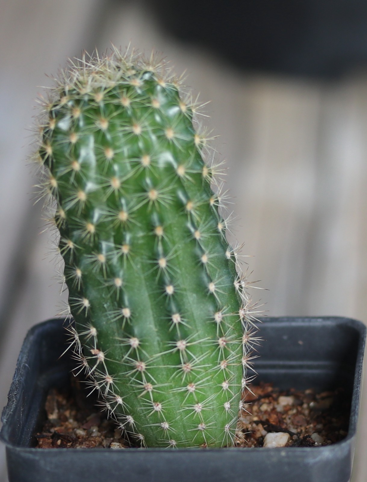 Echinopsis hybrid ‘Pink Truffle’