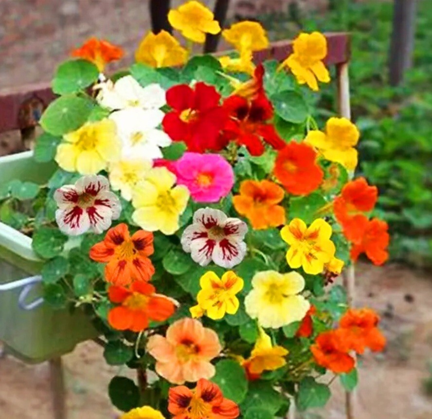 100 Nasturtium Seeds Tropaeolum majus Edible Flowers and Leaves – Spicy Flavor –