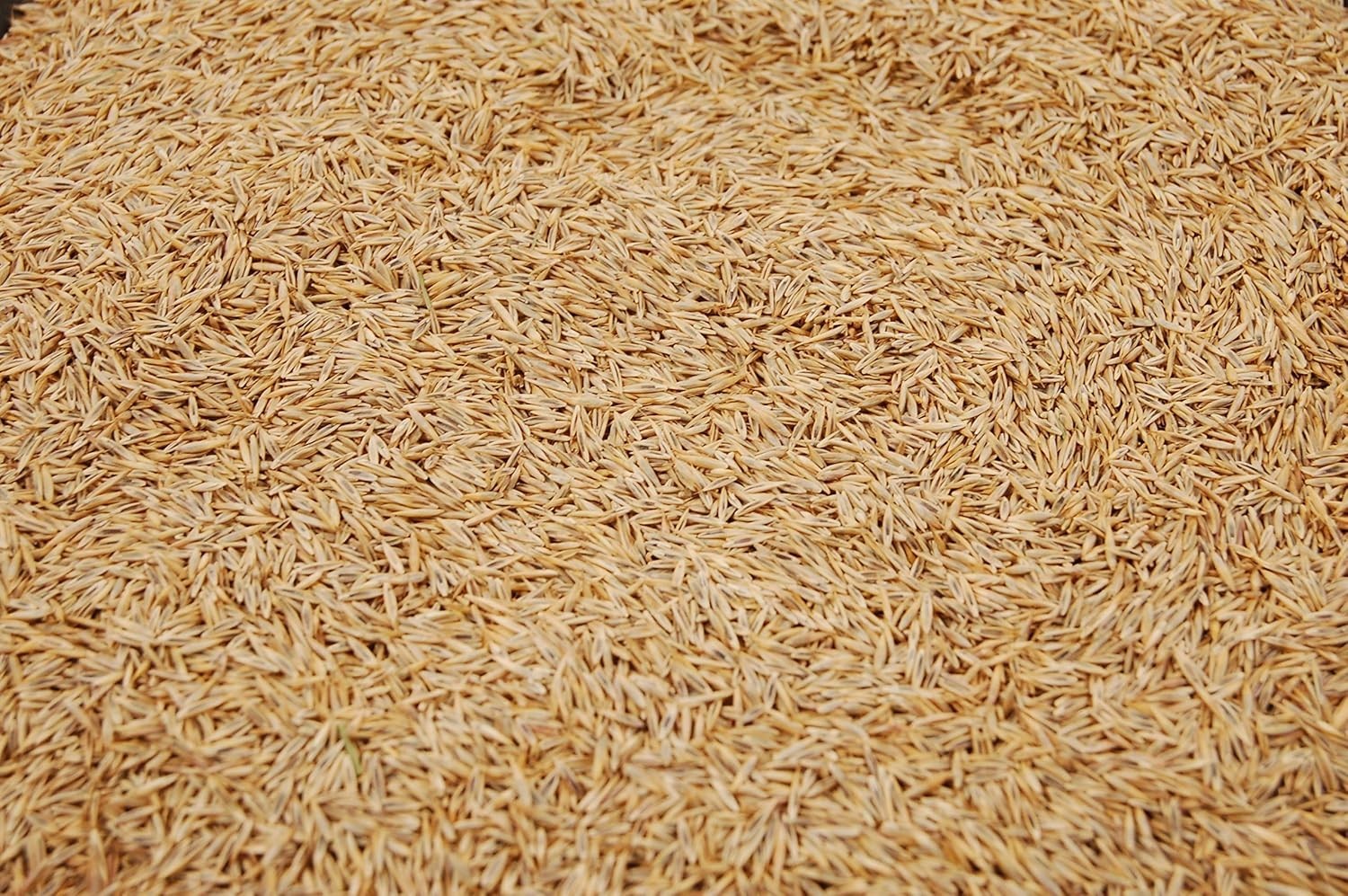 1lb Creeping Red Fescue Grass Seed – Superior Disease Resistance & Fast Growth