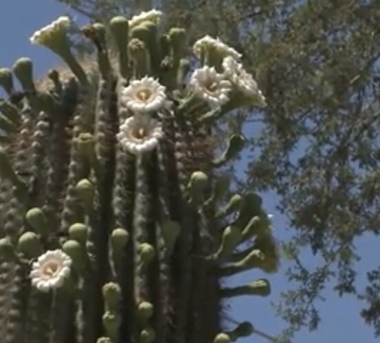 25++ Saguaro cactus Seeds (Carnegiea Gigantea) – USA Seller.