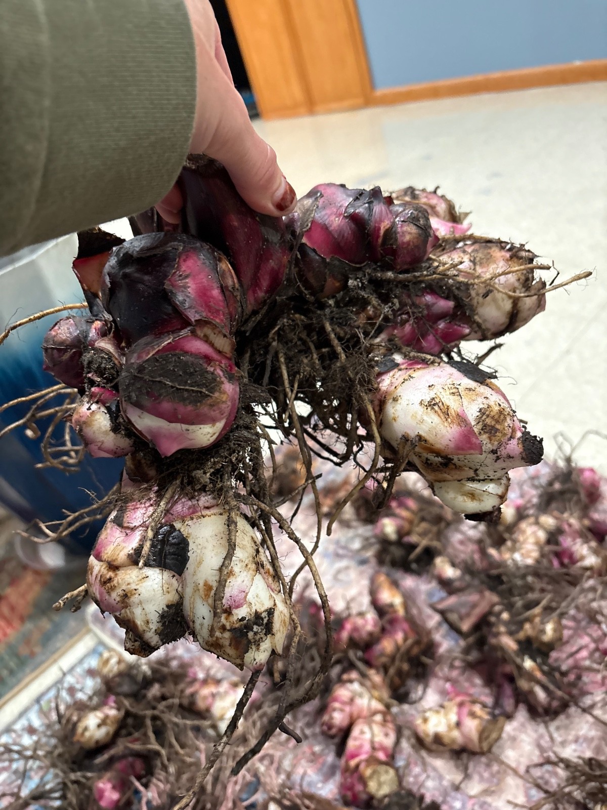 Very RARE – GIANT RED KING CANNA BULBS 8-12 FEET TALL – (5) Bulbs Ready to Plant