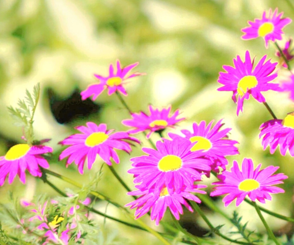 Pyrethrum SeedsTanacetum Chrysanthemum Painted Daisy Fresh Garden Seeds Heirloom