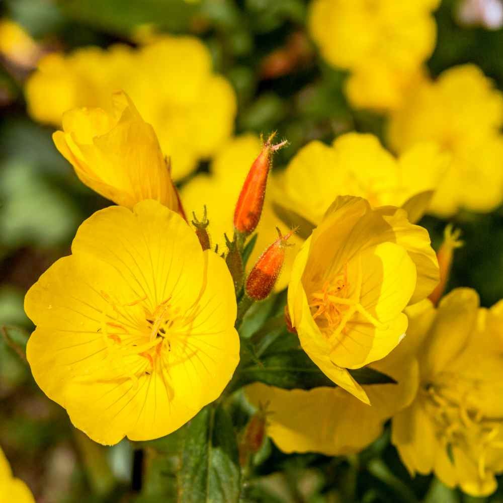 1 LB Yellow Primrose Seed For Planting – Oenothera Evening Primrose Flower Seed
