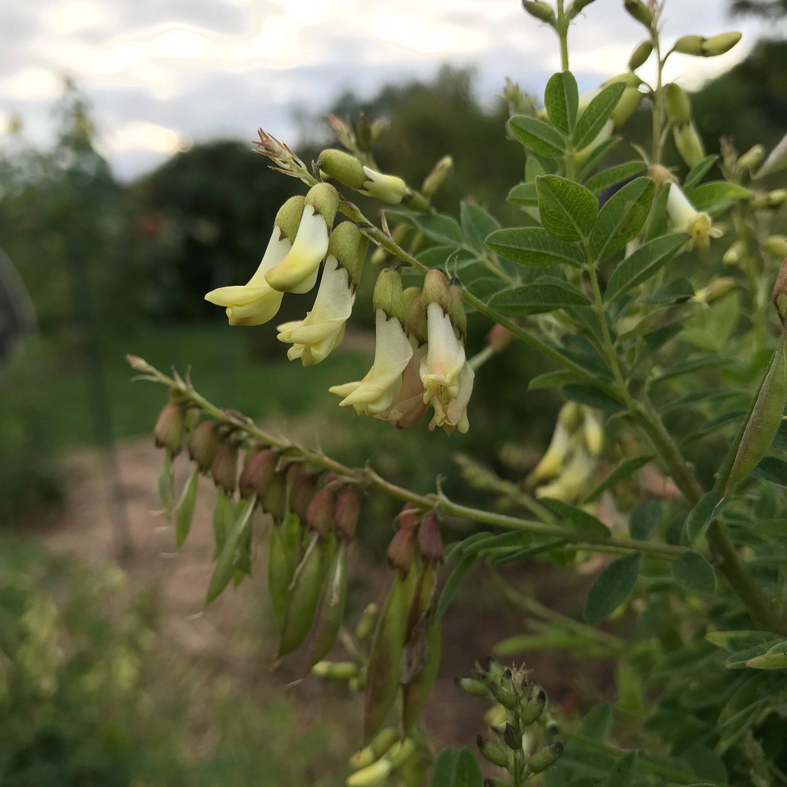 Astragalus Seeds (Astragulus membranaceus) ~Traditional Herb Perennial Garden