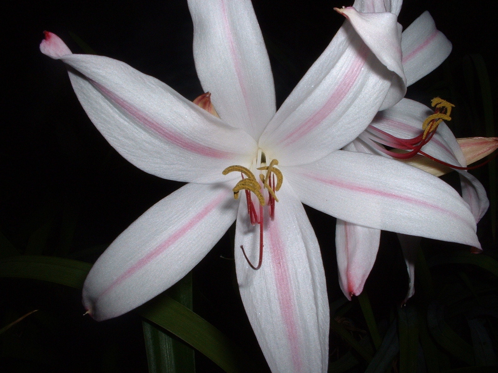 Crinum Lily, GRAB BAG, 20 bulbs, 6 types – 50% off