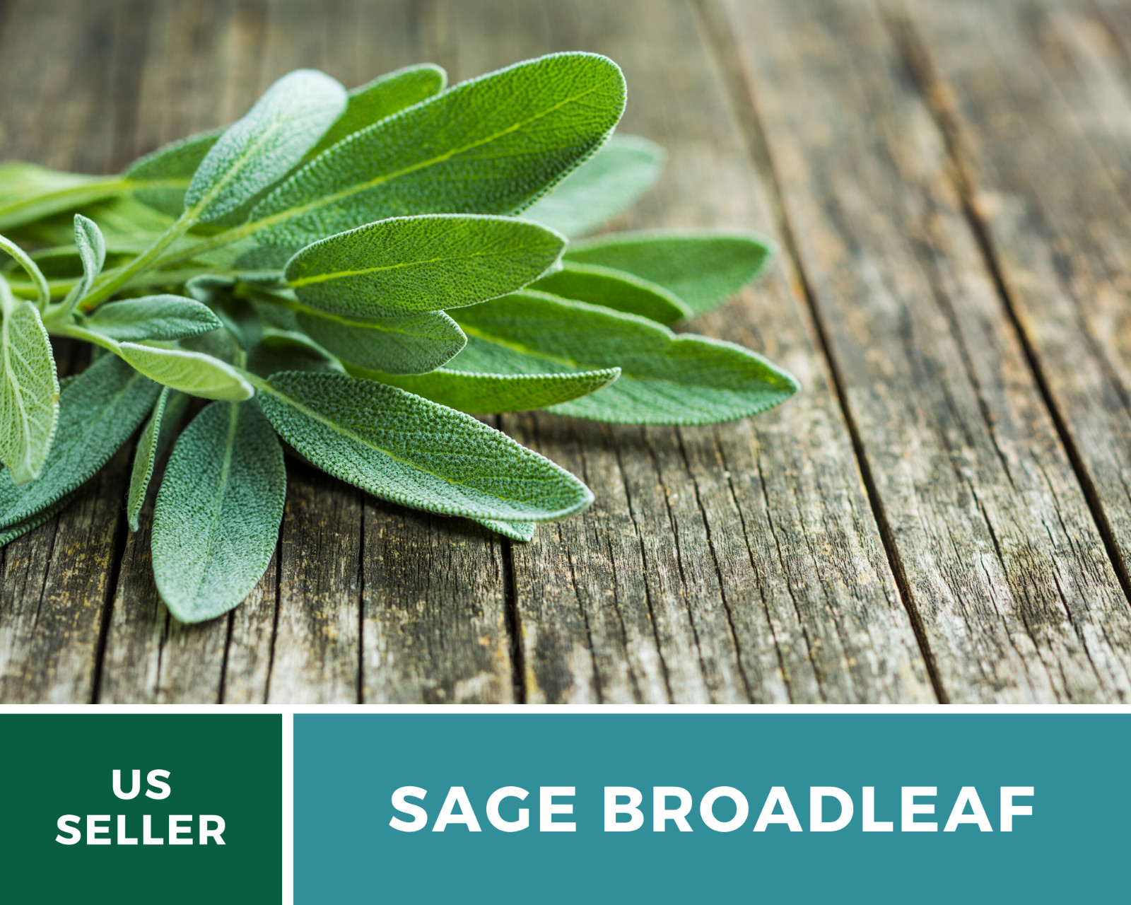 Sage – Broadleaf (Salvia Officinalis) – 100 seeds