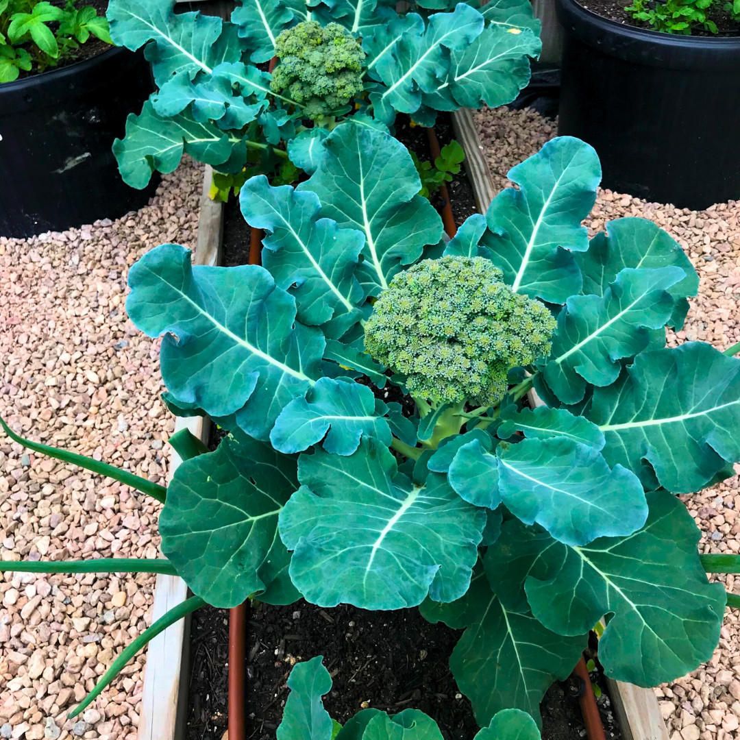 Fresh Premium Broccoli Seeds | Waltham 29 | Heirloom Non-GMO | Vegetable Seeds